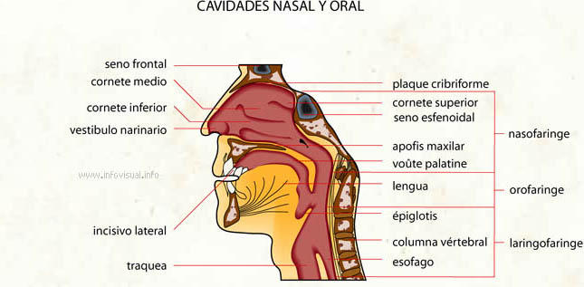Fosa nasal - Cavidades nasal y oral
